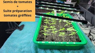 Semis de tomates + suite préparation tomates greffées 🍅🍅🍅