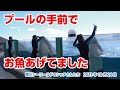 プールの手前でお魚あげていました【2023年10月24日】鴨川シーワールドのシャチさんたち
