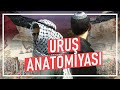 Uruş anatomiyasi: Arab-Isroil uruşlari, Isroil-Falastin ziddiyati tarixi