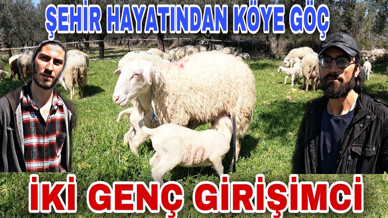 İŞTE SÖNMEZ KOYUNU VE GERÇEK ÖZELLİKLERİ ~ 0’dan HAYVANCILIK