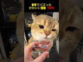海外でバズった、混乱して謎行動を連発するネコたちTOP6!!