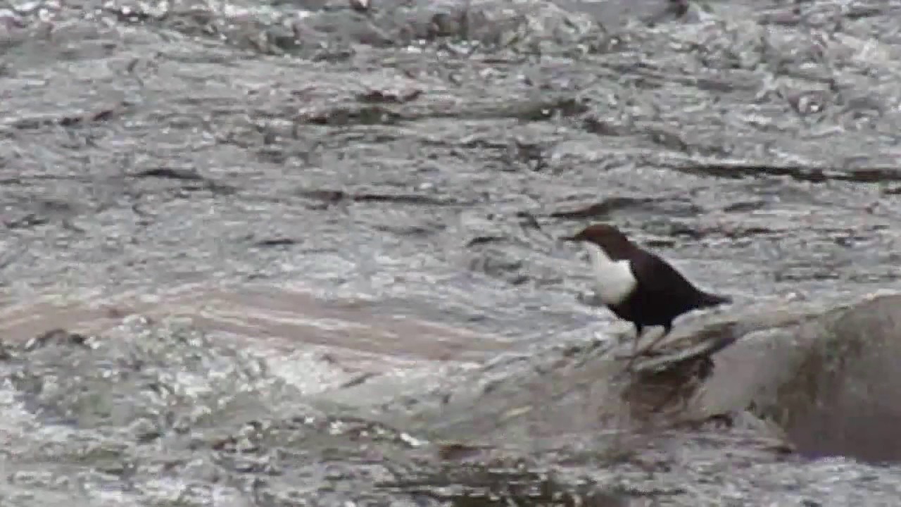 Mirlo de río Noviembre 2016. Galicia