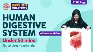 Human Digestive System Under 50 Minutes - Nutrition in Animals Class 7 Science | BYJU'S - Class 7