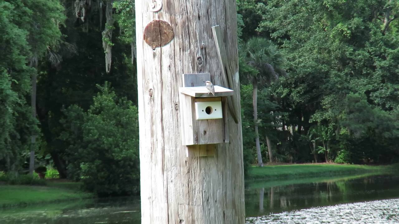 Brown Headed Nuthatch at E7 on Lovely Lagoon Sea Pines Bluebird Project