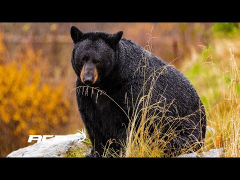 Vidéo: Où tirer sur l'ours ? Lieux d'abattage de l'ours