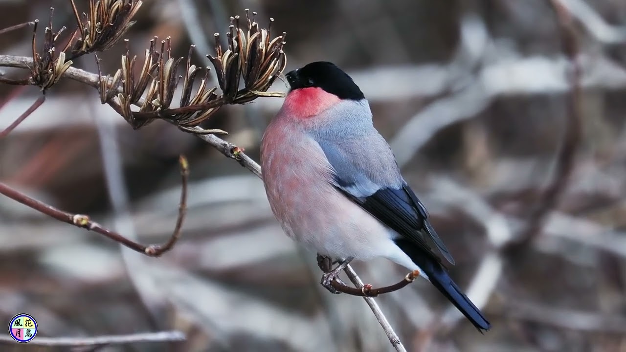 野鳥動画 ウソ② （亜種アカウソ） - YouTube