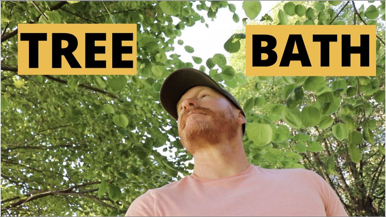 how to do TREE BATHING: the Japanese Therapy (meditation) that helped ...