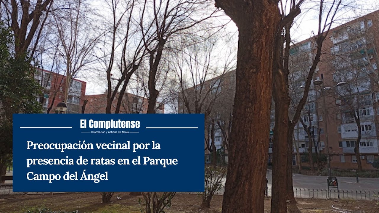 Preocupación vecinal por la presencia de ratas en el Parque Campo del ...