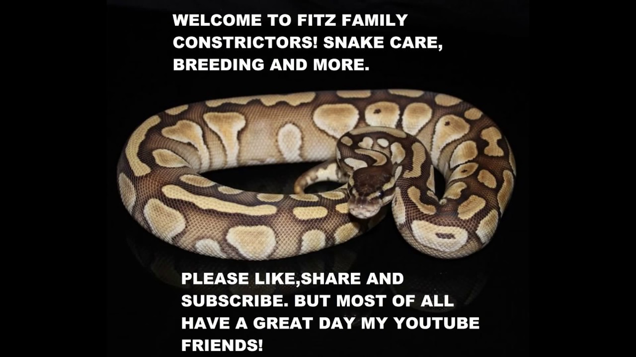 video phone beyonce mp3 Simple Ball Python Five Shelf Snake Rack