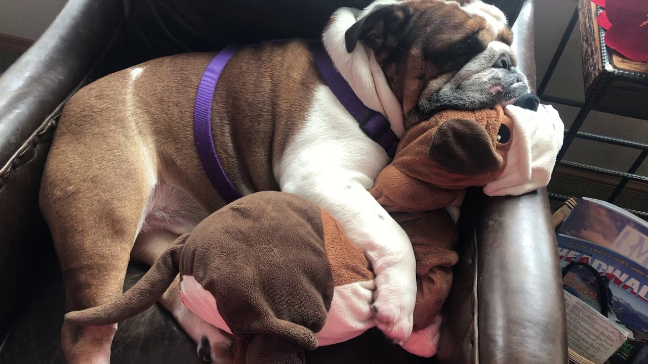 bulldog bluetooth speaker bim English Bulldog snoring:เป็นสิวหนุ่มพ่อบอกทายาให้เขาด้วยนะว่าซั้น!!