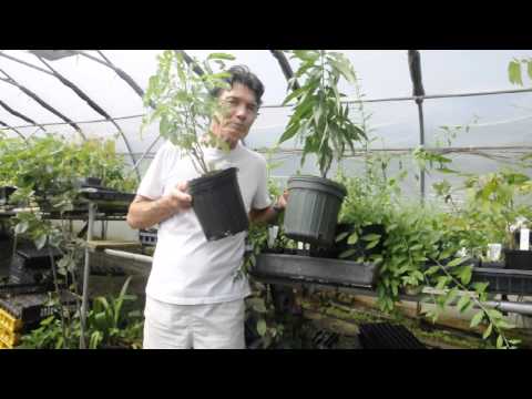 Video: Kiek galonų yra 10 colių gėlių vazonas?