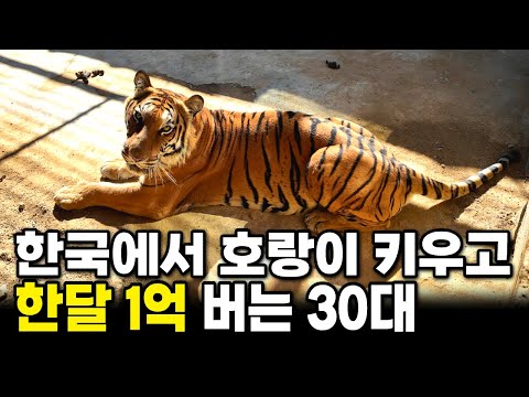 Gangneung Twin Zoo, which raised abandoned tigers and lions to create a zoo in the countryside, i...