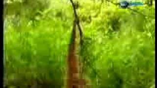 Funny monkey, irritated tiger