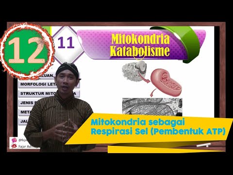 Video: Apakah bahagian sel yang menghasilkan sumber tenaga utama badan dalam bentuk ATP?