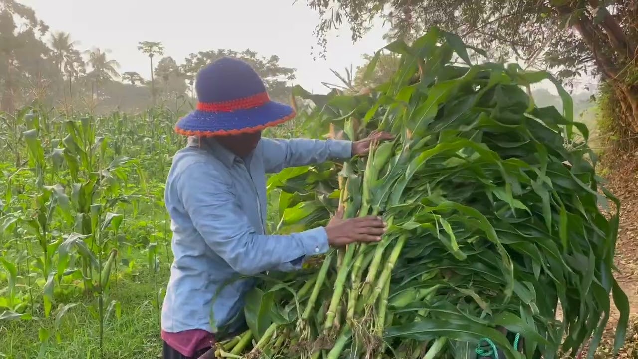 Harvesting, Cooking, and Selling Fresh Corn from Our Garden