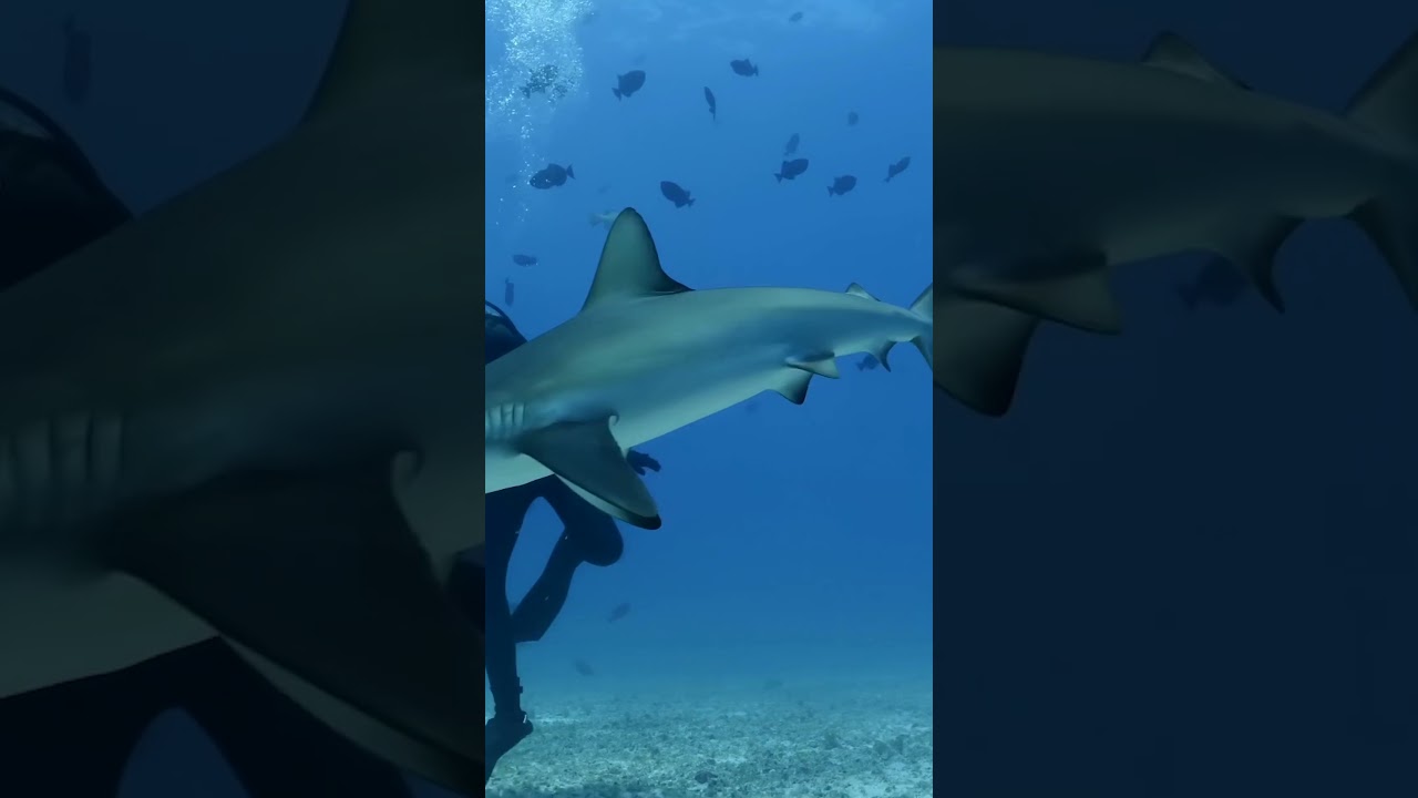 Film backdrop image for Jaw-dropping Caribbean black tip reef shark hunting frenzy (2023)