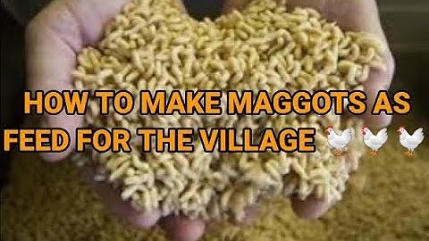 How to Make Maggots as a feed for the Village Chickens