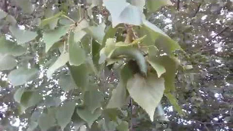 Огромная зеленая гусеница на березе