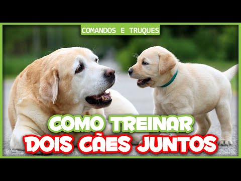 Vídeo: Como Treinar Dois Cães De Uma Vez