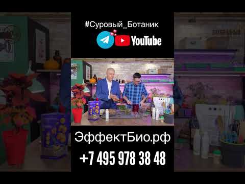 Осторожно орхидея! Пересадка орхидеи видео на канале #рекомендации #тор #орхидеи #грунт #кора #сад