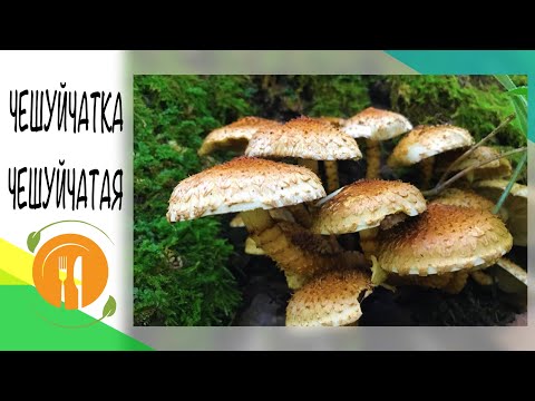 Чешуйчатка Чешуйчатая вкусный мясистый гриб. Берём для разносолья