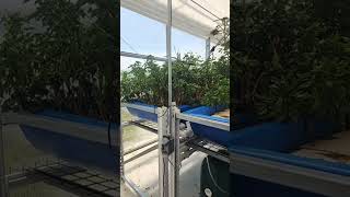 Amaranth 🌱 aka Calalloo 🇯🇲 Basil, Broccoli Grow in #Aquaponics 🐟 #garden #growyourownfood