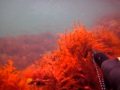 Подводная охота в Дагестане