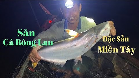 Săn cá Bông Lau đầu mùa ở Cù Lao Dung về nấu món đặc sản Miền Tây | Cldv #566