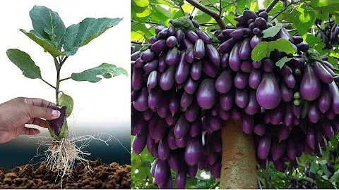 Best Techniques Growing Eggplant trees with Banana fruit Using Unique Skill For grow at home,