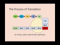 Gene Expression and Protein Synthesis Quiz