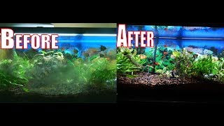 How to get rid of all types of algae in SECONDS in your aquarium!