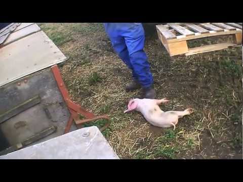 Killing | East Anglian Pig Co.