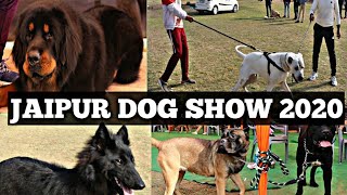 Jaipur Dog Show 2020 | Breeders With Contacts | Kci Dog Show | Dog Market | Scoobers