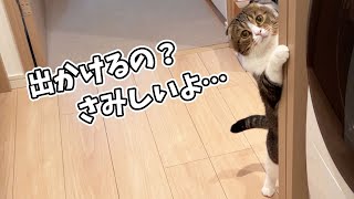 ママが外出しようとすると寂しがり屋の猫が阻止しようとしてきます…泣