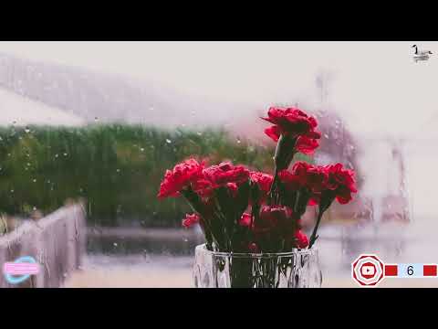 lofi hip hop live | Calming Music to Sleep and Relax | PROVEN Stress Reliever