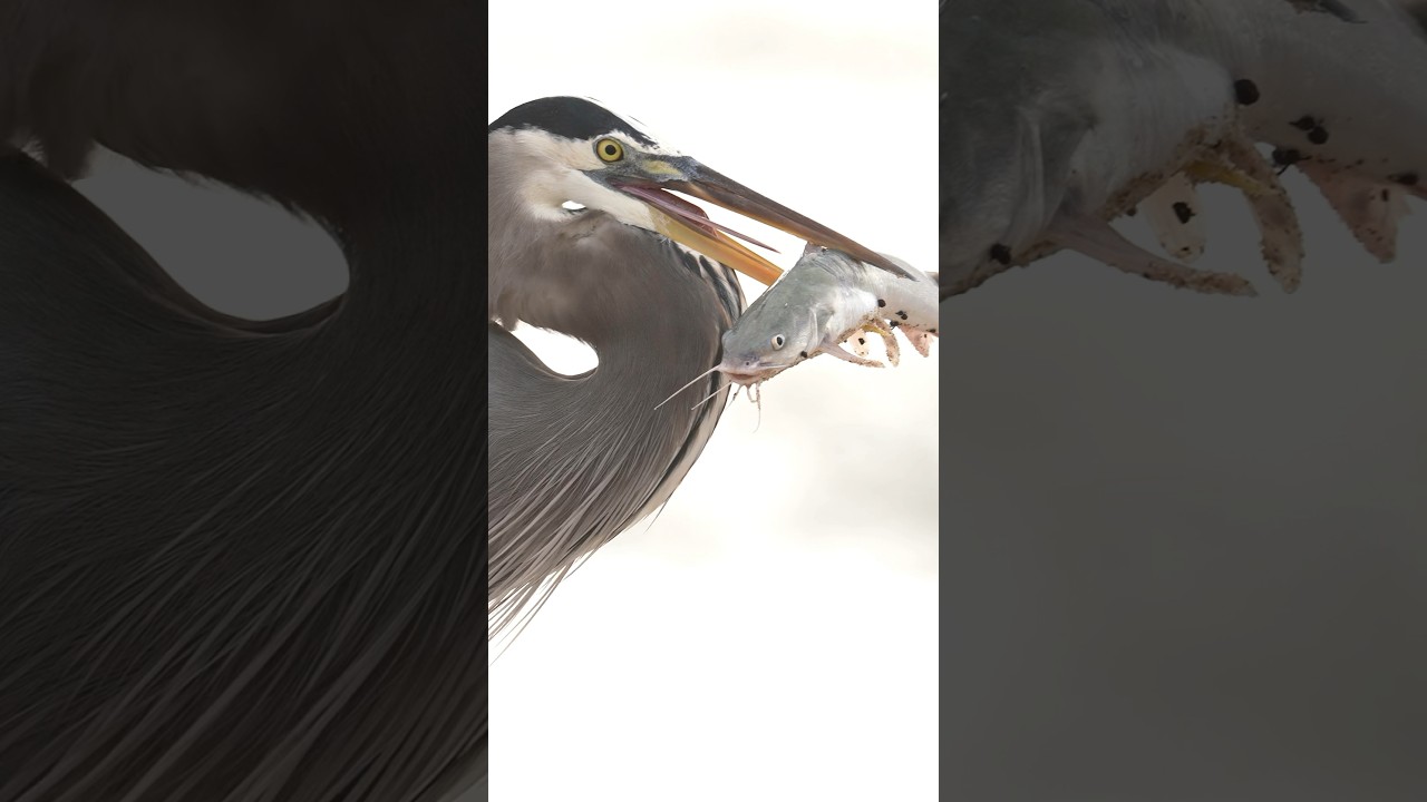 Bird takes pet catfish for a walk on the beach. bird heron Glad I’m