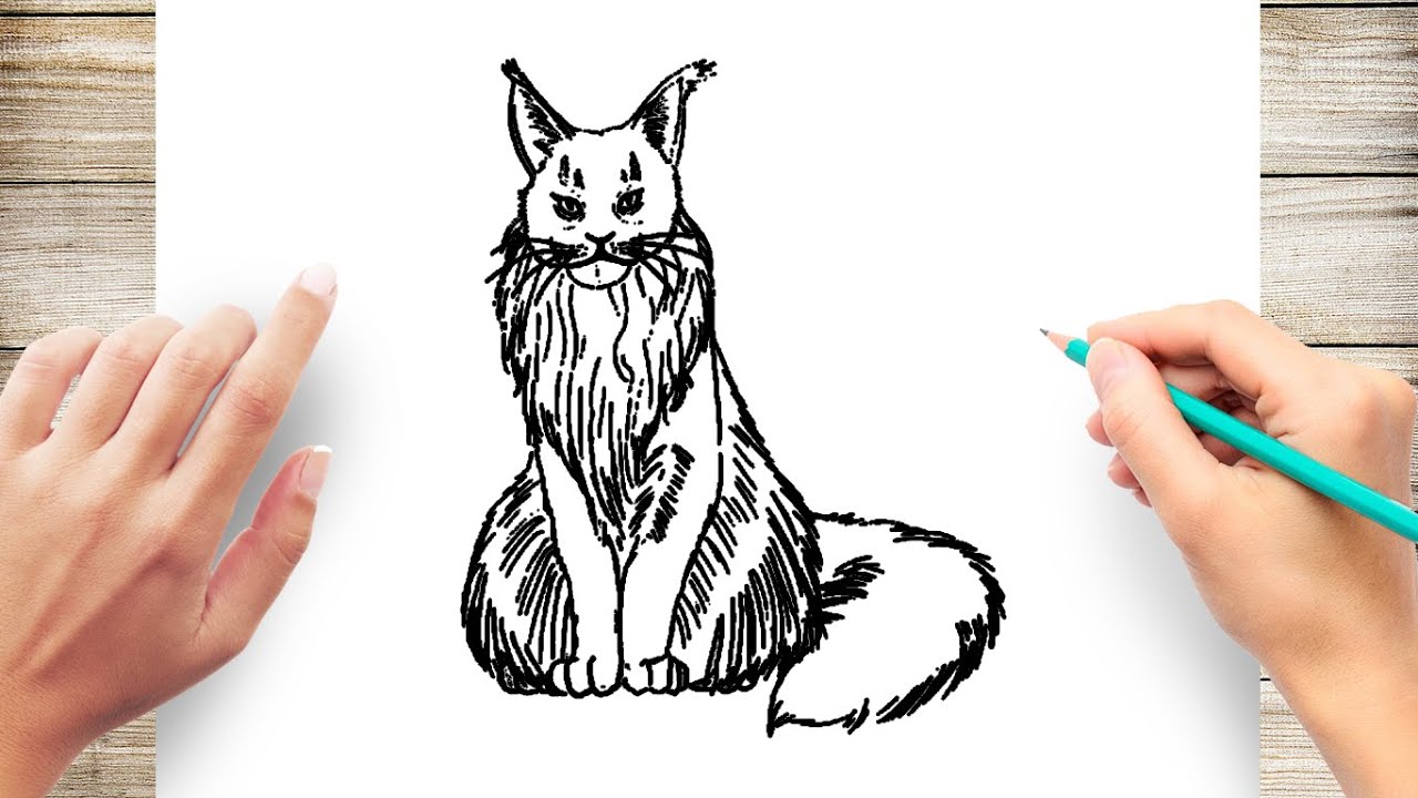 170 Drawing Of Maine Coon Cat Stock Photos Pictures  RoyaltyFree Images   iStock