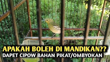 TIPS MERAWAT BURUNG SIRTU DARI BAHAN PIKAT OMBYOKAN | STOP LAKUKAN INI YAA