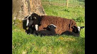 All your kind comments have been appreciated. Dawn chorus, flowers& lambs