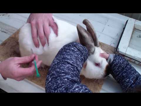 Видео: Прививки кроликам