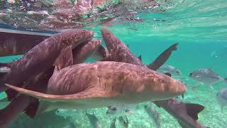Belize  Hol Chan Marine reserve  Shark Ray Alley  Sharks