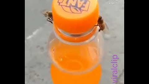 Watch: Two Bees Work Together To Open A Bottle In Jaw-Dropping Clip
