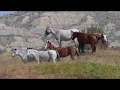 Wild Horses of North Dakota