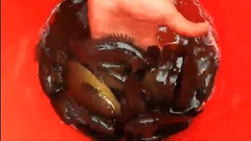 Câu cá rô  U Minh Thượng gopro 5. 2022