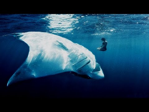 You Won&rsquo;t Believe these Amazing Creatures Exists | Top 5 Biggest Rays Ever Caught