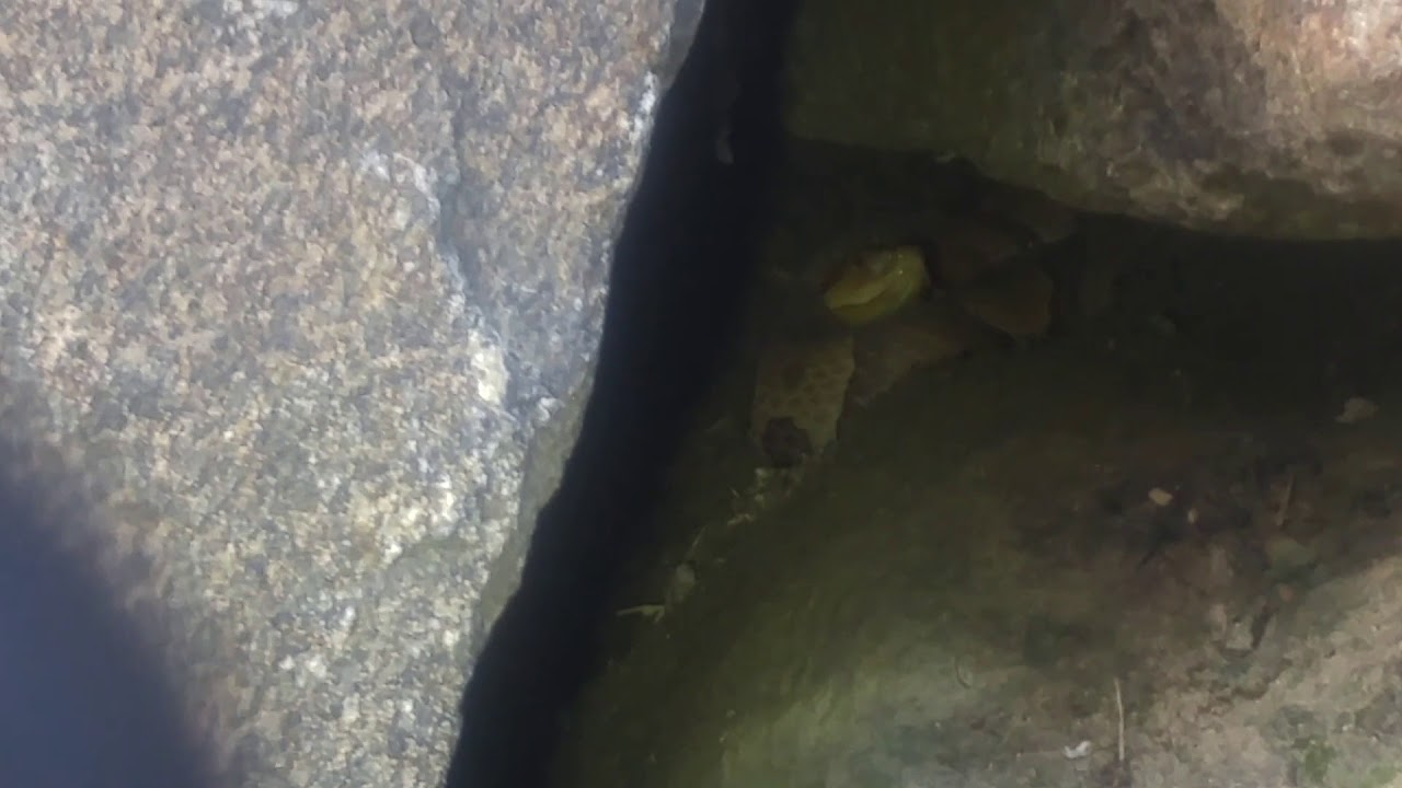 camera iphone 8 plus apk Coppeheads under a rock I found on a jogging path..