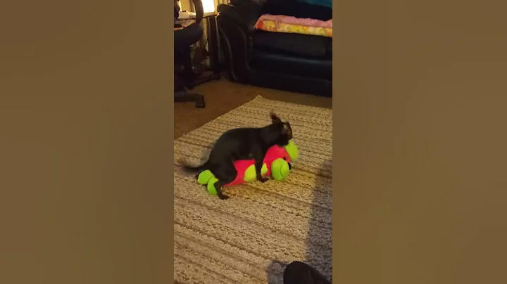 Bonnie got a new toy