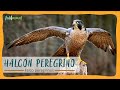 EL HALCÓN PEREGRINO: El ave mas rápida del mundo.