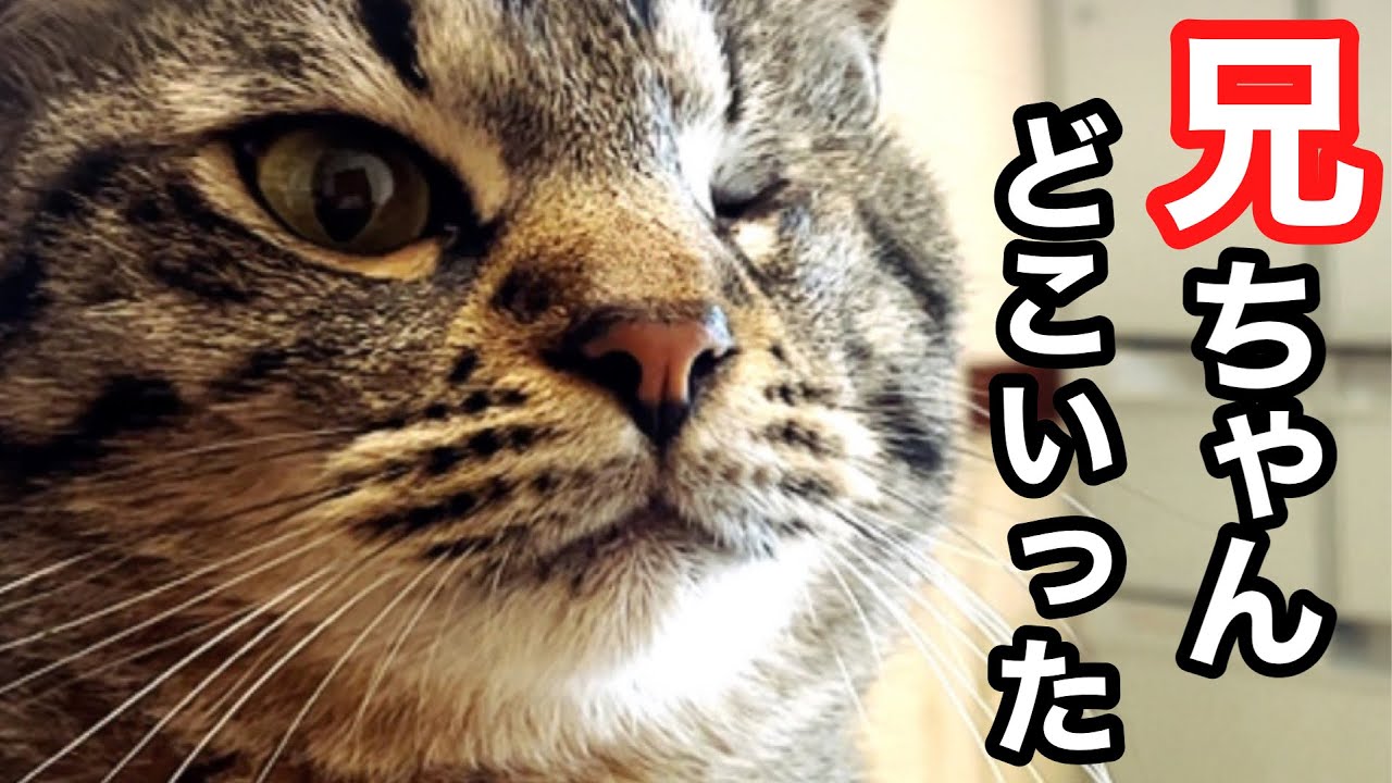 元捨て猫 最愛の兄ちゃんとのお別れ 寂しい冬 Youtube 元捨て猫 最愛の兄ちゃんとのお別れ 寂しい冬 Youtube