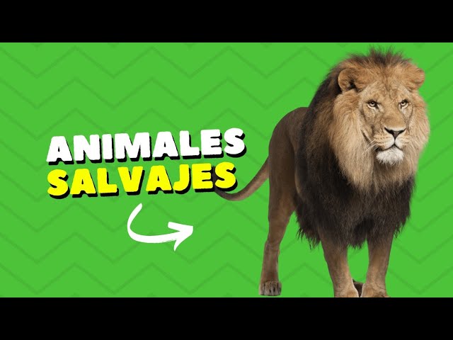 LOS ANIMALES POLARES! - ANIMALES DEL ÁRTICO - POLAR ANIMALS 🐧🐋/ Video  educativo / ホッキョクグマ 